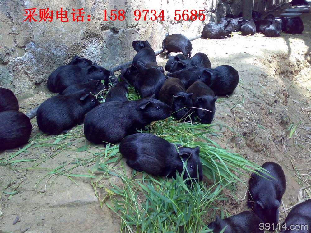 黑豚供應(yīng)、黑豚價(jià)格、湖南黑豚、黑豚市場前景、黑豚種苗、廣西黑豚 其他特種養(yǎng)殖動(dòng)物 找供應(yīng) 菏澤農(nóng)產(chǎn)品交易網(wǎng)-菏澤農(nóng)業(yè)-菏澤農(nóng)業(yè)網(wǎng)-菏澤綠色農(nóng)業(yè)-菏澤肥料-菏澤種子-菏澤養(yǎng)殖-菏澤林業(yè)-菏澤畜牧-農(nóng)業(yè)機(jī)械